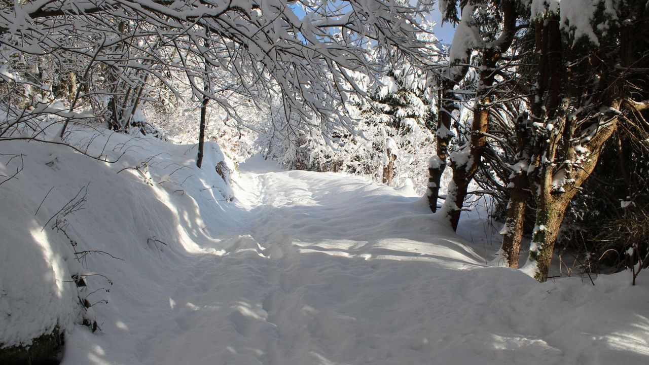 Direkte Umgebung des Objekts. Waldweg direkt neben der Ferienwohnung Direkte Umgebung des Objekts. Waldweg direkt neben der Ferienwohnung